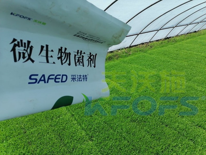 微生物菌劑-水稻苗床用采法特菌劑效果1.jpg