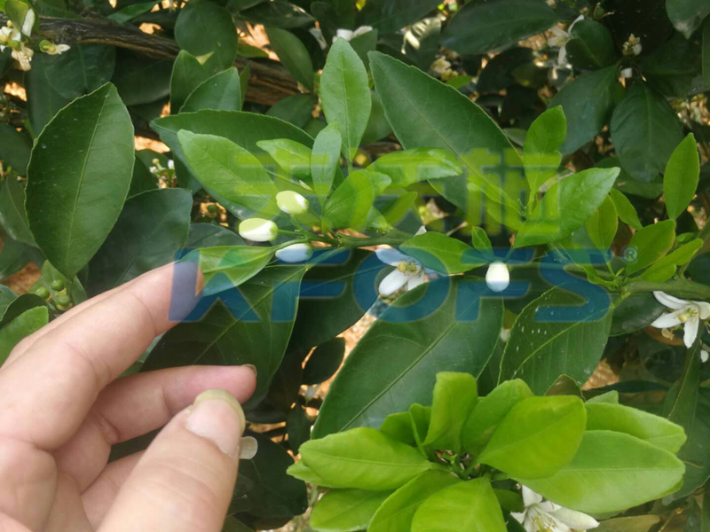 果樹?；ū９~面肥如何選擇