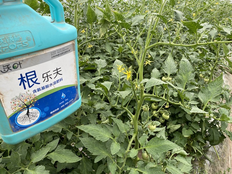 西紅柿用沃葉根樂夫生根劑效果1.jpg