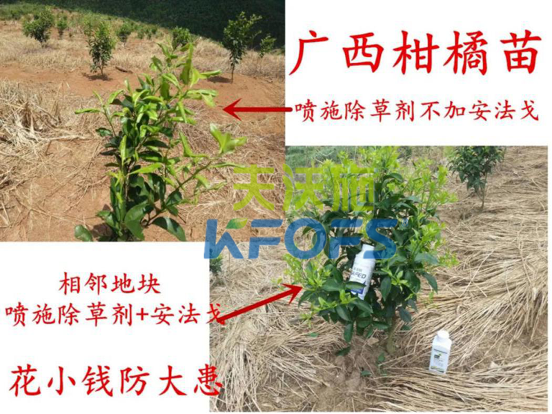 柑橘藥害用安法戈前后對比.png