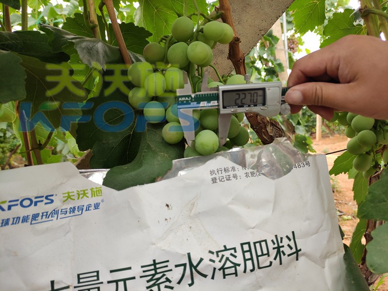水溶肥-紅提用采法特大量元素水溶肥效果.jpg