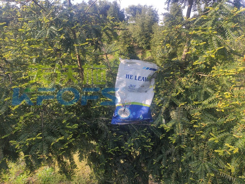 微生物菌劑-香榧用沃葉微生物菌劑效果1.jpg