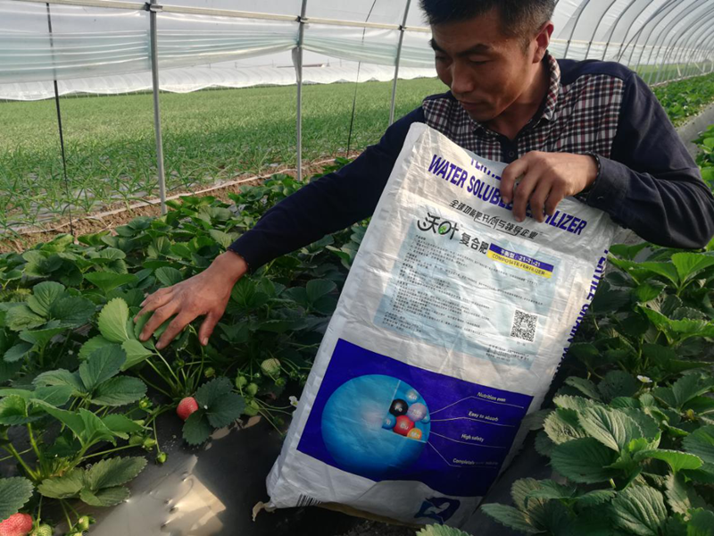 草莓用什么肥料好？沃葉水溶肥怎么樣？