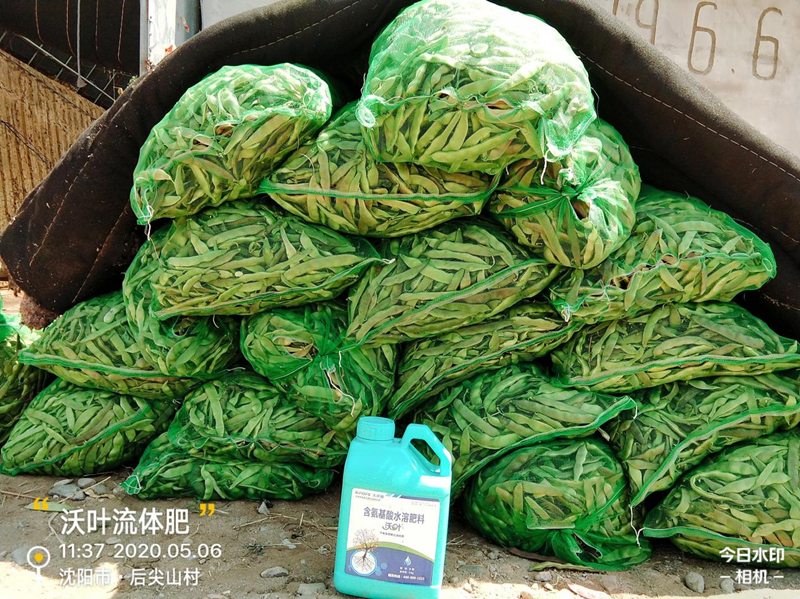 豆角用什么肥料產(chǎn)量高？想知道嗎？
