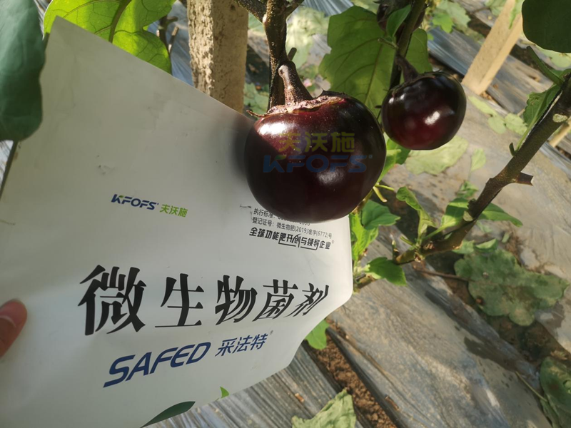 茄子用什么肥料產(chǎn)量高？來看答案！