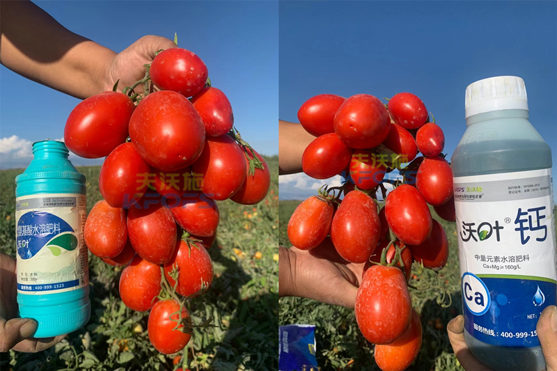 西紅柿水溶肥怎么用？哪家的好？