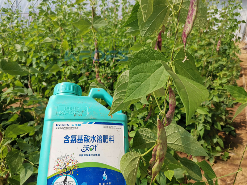 豆角追肥用什么肥料好？楊總很有發(fā)言權(quán)！