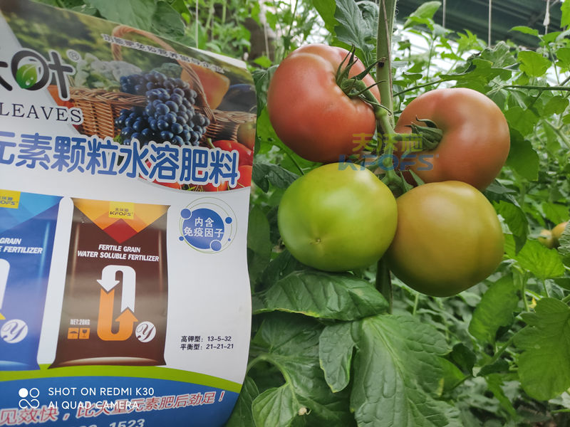 西紅柿果實(shí)膨大快用什么肥料？且聽(tīng)種植者怎么說(shuō)！