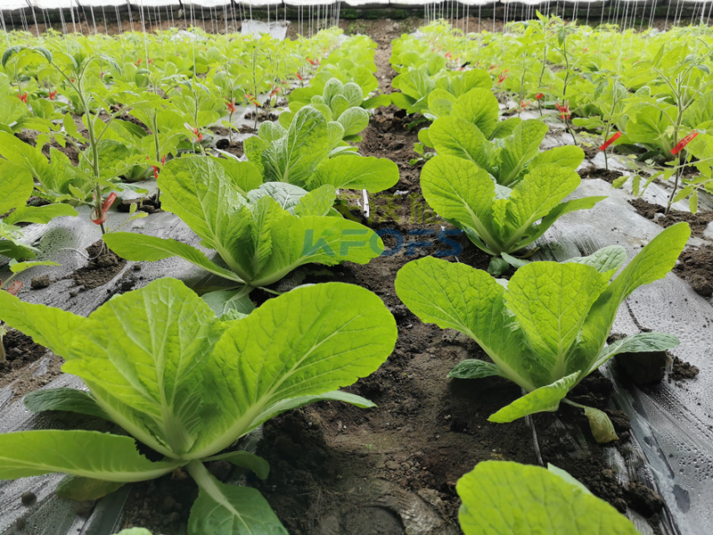 白菜施肥用什么肥料？種植大戶的經(jīng)驗(yàn)！
