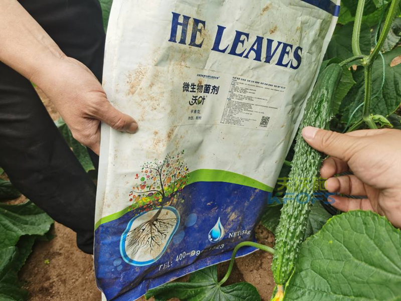 微生物菌劑哪個(gè)牌子好-沃葉微生物菌劑黃瓜1.png