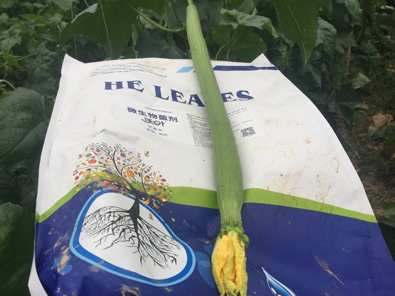 微生物菌劑哪家好？對(duì)比后的結(jié)果