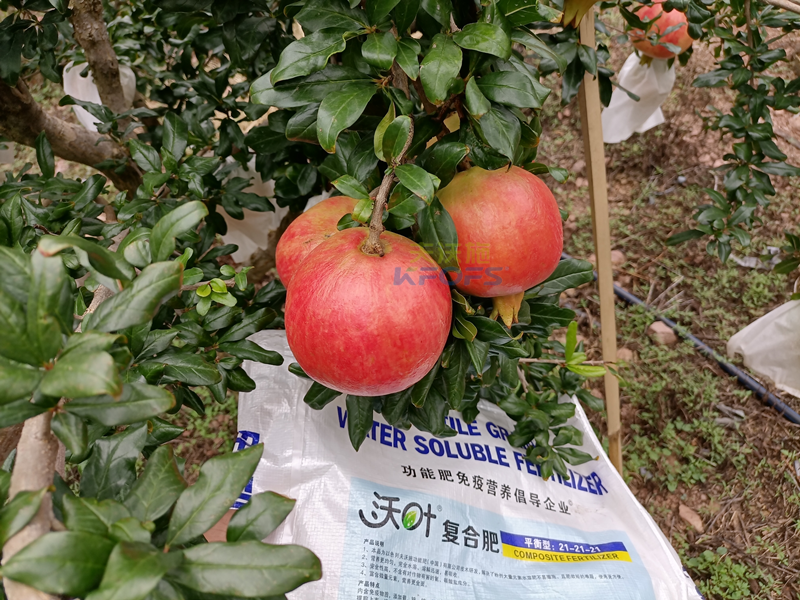 石榴樹施什么肥料好？經(jīng)驗(yàn)總結(jié)！