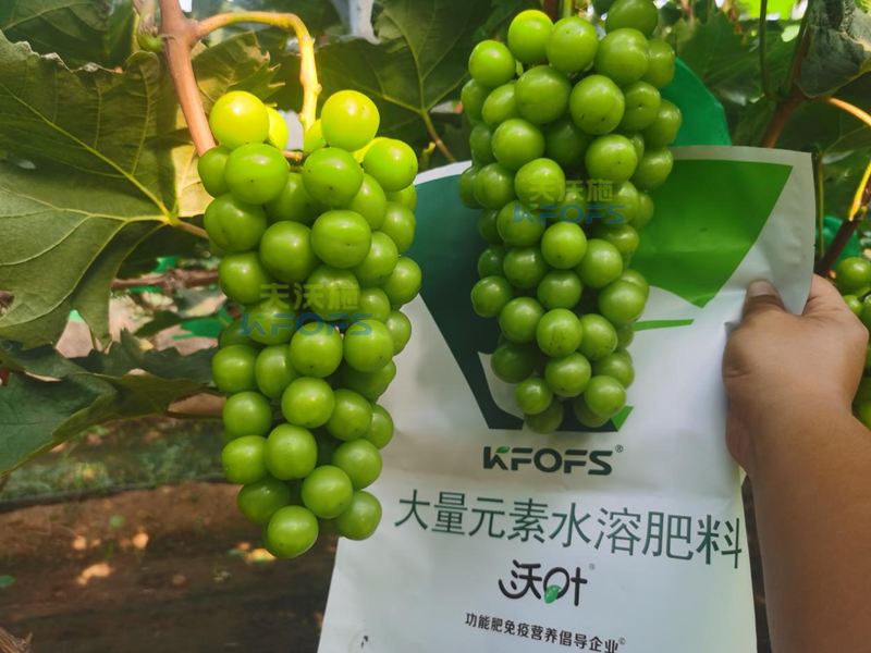 陽(yáng)光玫瑰葡萄種植技術(shù)-沃葉大量元素.png