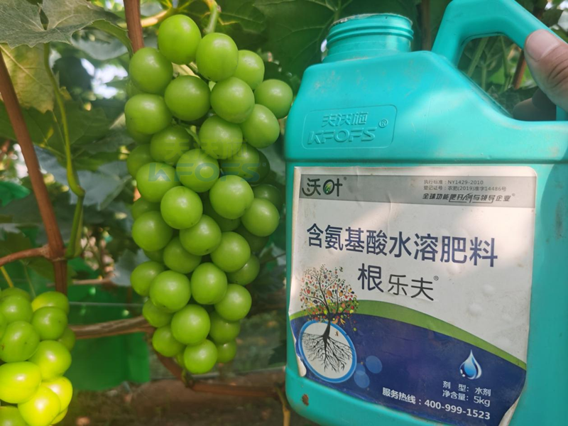 陽(yáng)光玫瑰葡萄種植技術(shù)-沃葉根樂夫.png