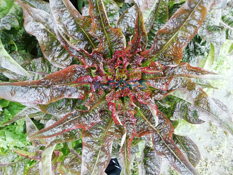 萵筍如何追肥？羅大哥說沃葉真不錯(cuò)！