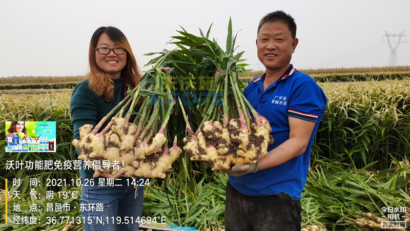 種大姜用什么肥料好？姜農(nóng)區(qū)都愛(ài)用沃葉！