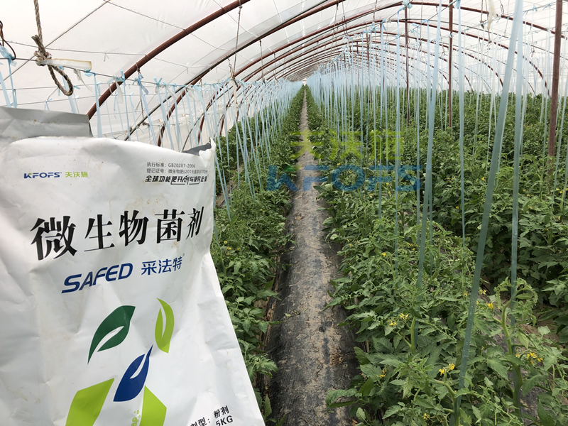 蔬菜施什么肥長得又快又好？張老板說采法特！