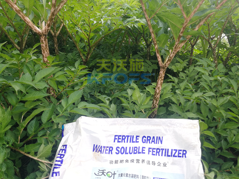 顆粒水溶肥，為何杜總只認可這款！