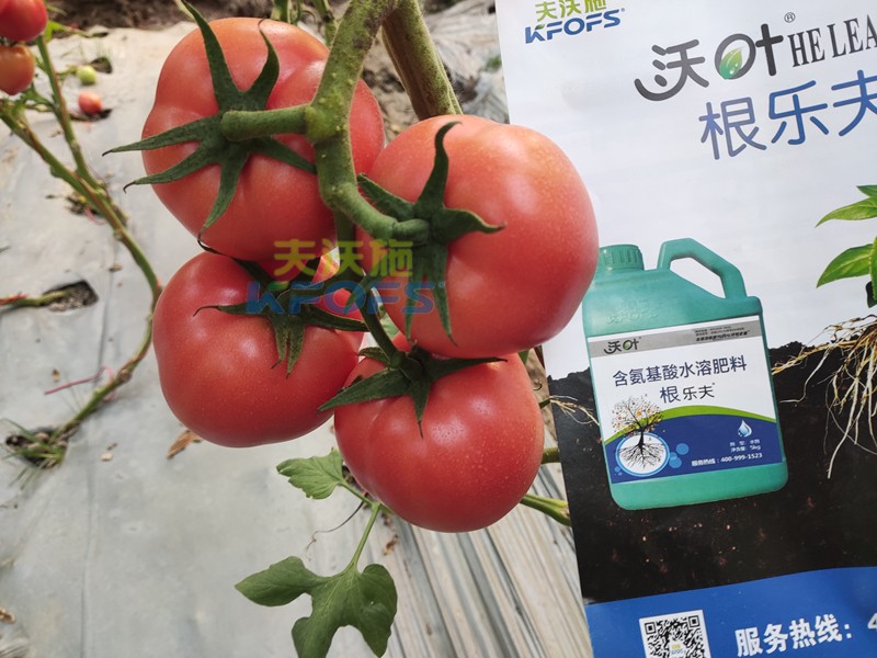 夫沃施水溶肥怎么樣？馮總告訴你答案