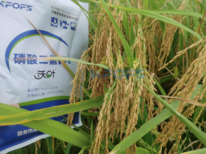 水稻怎樣施肥才能高產-沃葉磷酸二氫鉀.png