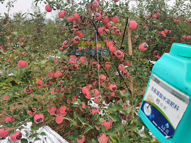 果樹(shù)什么時(shí)候施肥最好-沃葉根樂(lè)夫生根劑.jpg