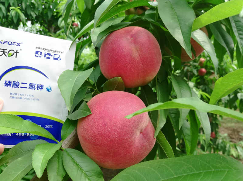 桃樹施什么肥料好？李大哥對比案例！