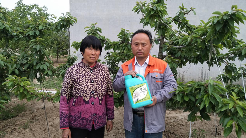 櫻桃種植過程中面臨的土壤問題,該如何解決呢？