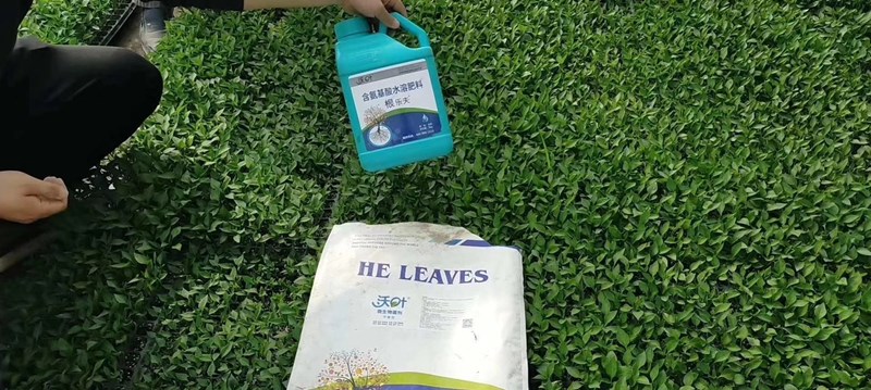 水溶肥-辣椒苗用戶(hù)沃葉根樂(lè)夫+菌劑效果.jpg