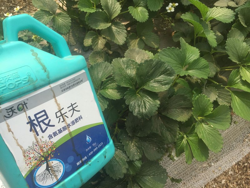 生根劑-草莓用沃葉根樂夫生根劑效果.jpg