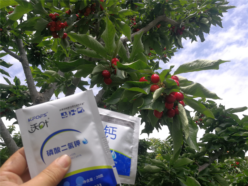 櫻桃種植管理過程中，?；ū９宕蠹夹g(shù)要點