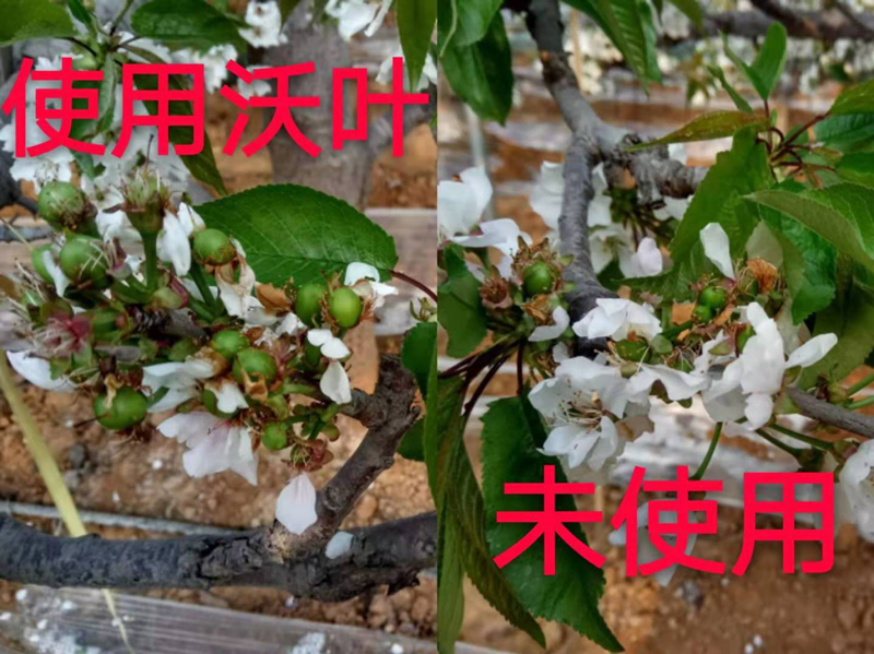 葉面肥-櫻桃用沃葉與未用沃葉對比圖.png