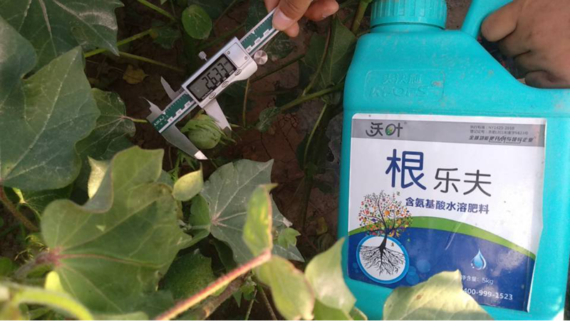 生根劑-棉花用沃葉根樂(lè)夫生根劑效果1.png
