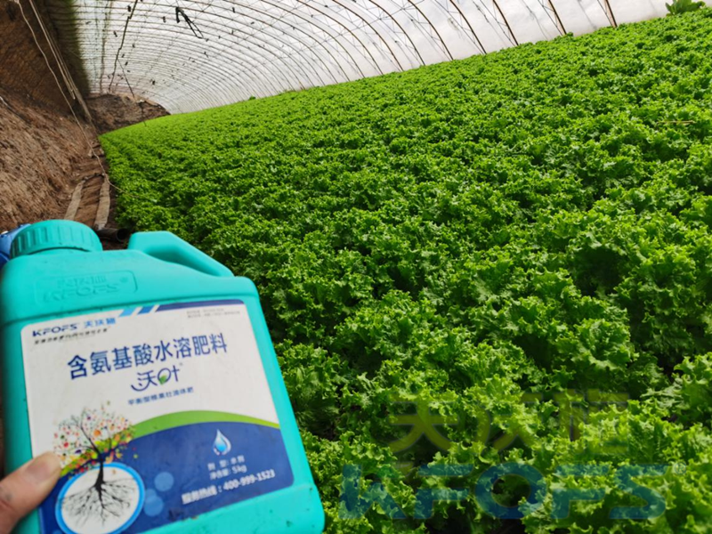 葉菜類(lèi)蔬菜用什么肥料比較好-沃葉流體肥生菜.png
