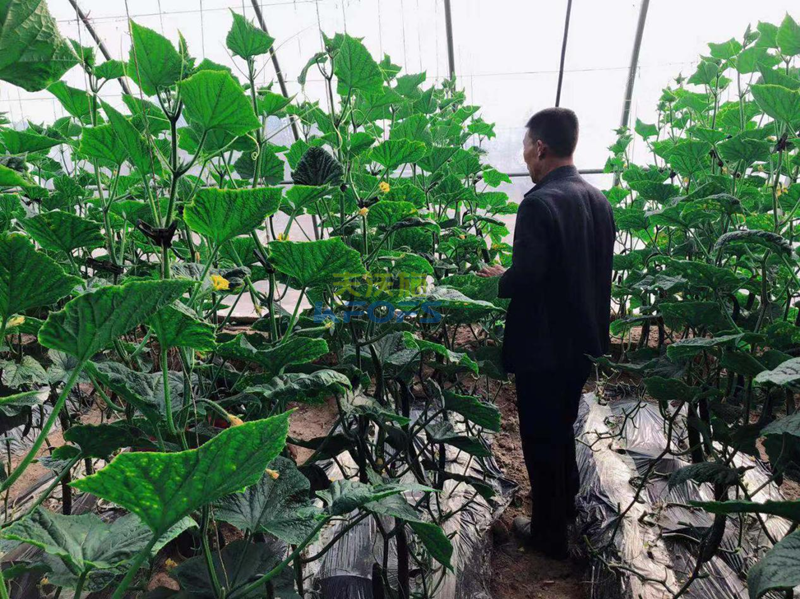 黃腐酸鉀怎么用？王老師為您解答