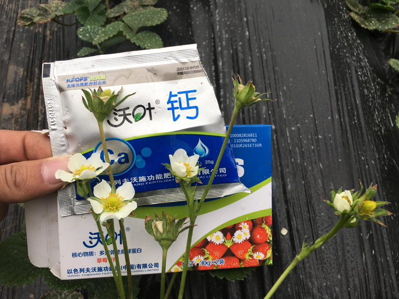 鈣肥種類那么多，你了解幾種