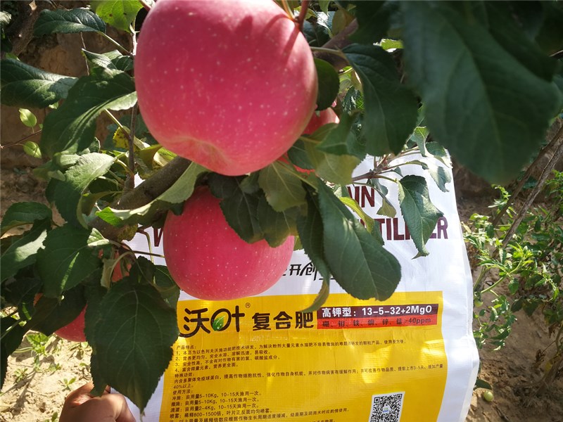 水溶肥-蘋果施沃葉水溶肥效果.jpg