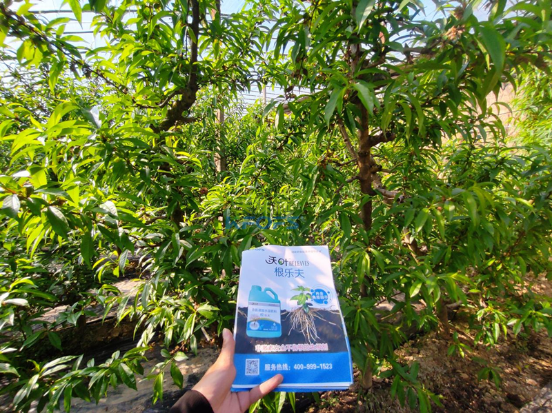 水溶肥怎么選？張總來給你支招