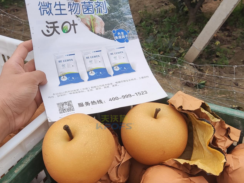 梨樹(shù)栽培管理-沃葉微生物菌劑.png