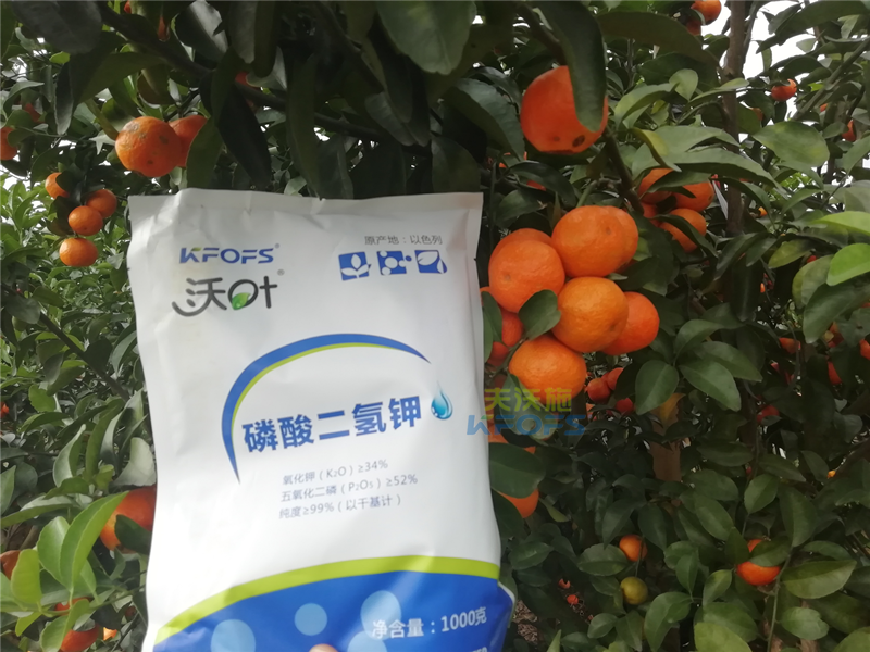磷酸二氫鉀施用事半功倍，果樹補鉀應怎么選？
