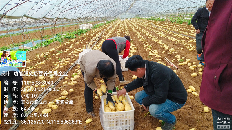 礦源黃腐酸鉀，改良土壤的好幫手