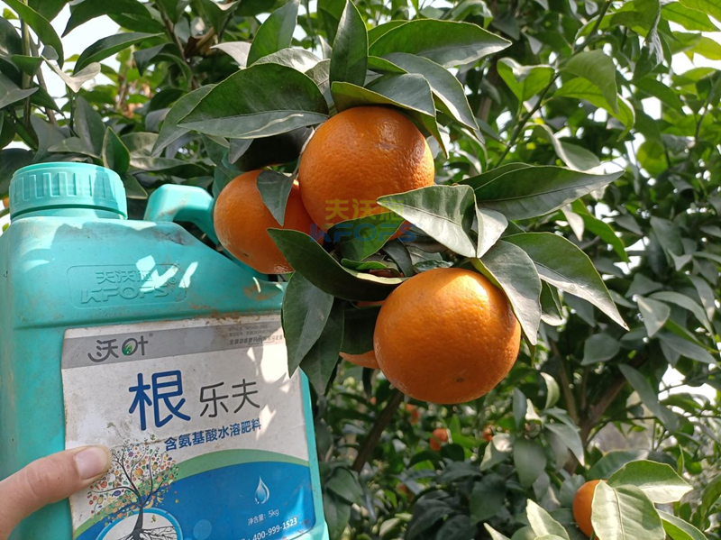 果樹春季施肥最佳時(shí)間-沃葉根樂夫柑橘.png