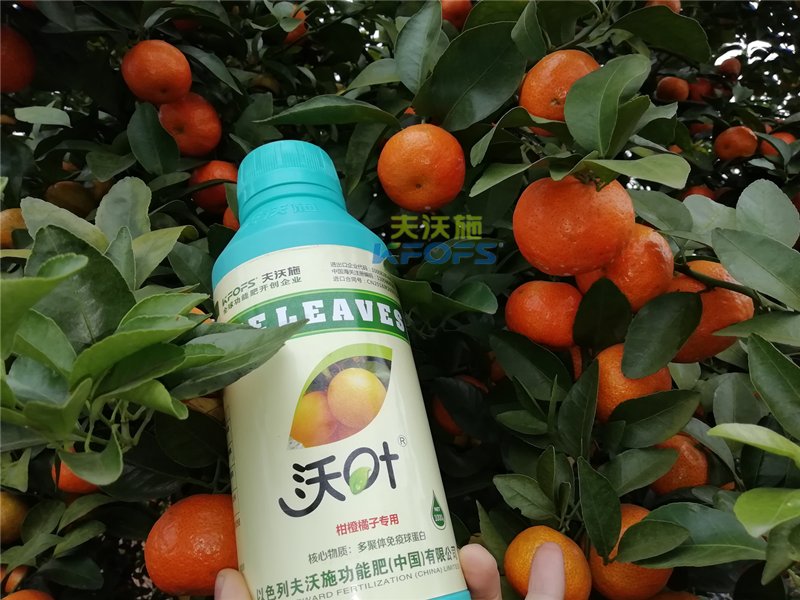 如何施肥提高柑橘產(chǎn)量，柑橘施肥技巧