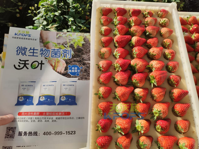 果實(shí)膨大期施肥訣竅-沃葉菌劑草莓.png