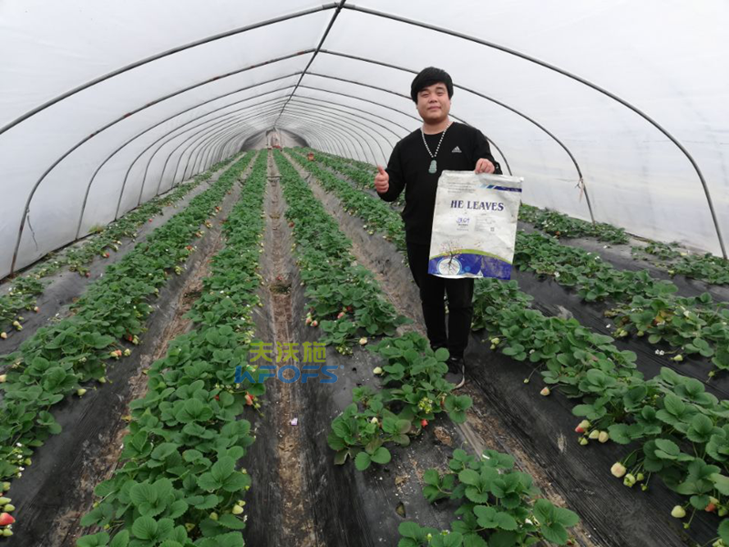 作物用肥，對食品安全的重要作用