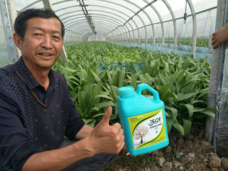水溶肥怎樣使用，大棚蔬菜才能產(chǎn)量高