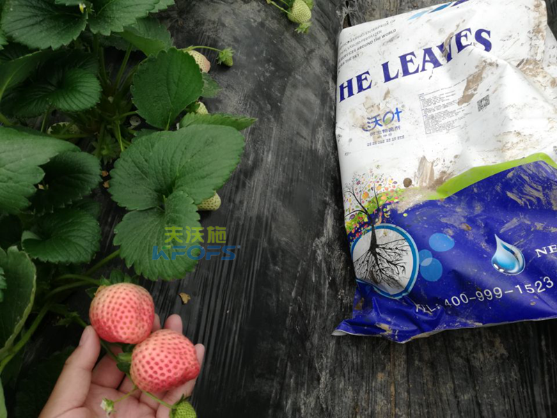 水溶肥-草莓用什么肥料好？