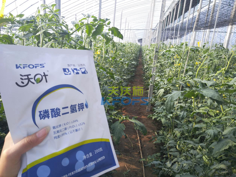 番茄葉面肥的使用技巧！