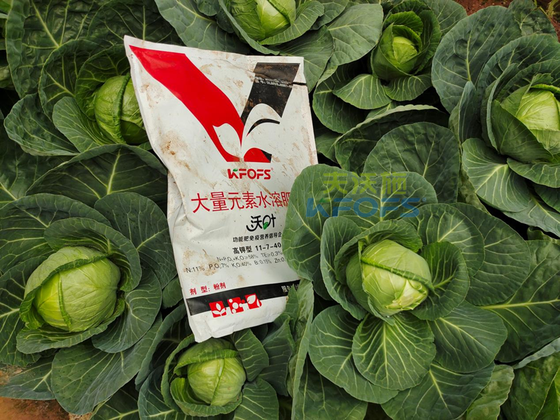 水溶肥幾天見(jiàn)效-沃葉粉劑大量元素包菜.png