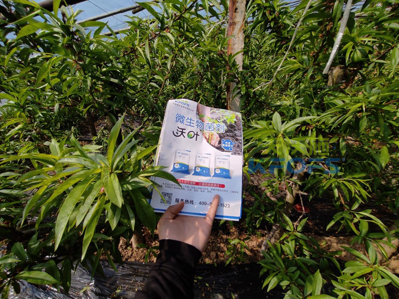 什么叫有機水溶肥-沃葉菌劑桃樹.png