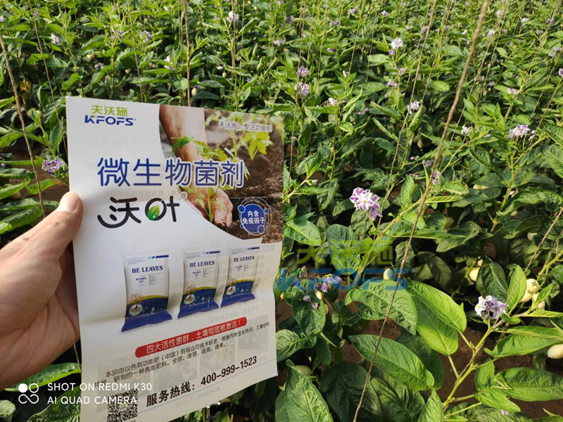 水溶肥價(jià)格-夫沃施沃葉水溶肥人參果.png